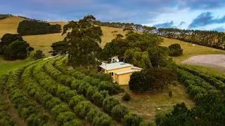 Drone Footage of a Beautiful Olive Farm Near Fish Creek | 4K Drone