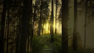 Magical Sunlight Through Forest Trees | Calm Forest Vibes Sunlight Through Trees | Nature&rsquo;s Beauty