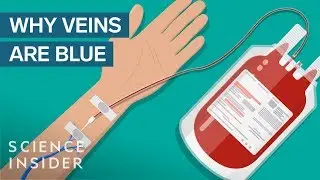 If Blood Is Red, Why Are Your Veins Blue?
