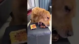 Sly DOG #shorts #respect #viral #status #video #animals #anime #art #bgmi #freefire #funny #kids