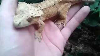 Reptile Update 2016