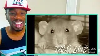 Animals Thug Life Compilation Reaction