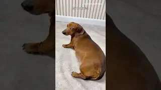 Все мои волосы натуральные #собаки #собака
