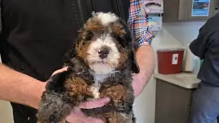 Common Puppy problems-Jumping-Chewing-Demand barking