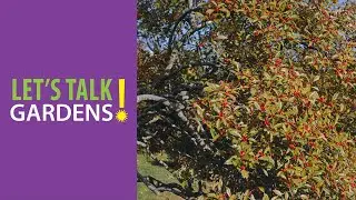 Native Plants to Replace Invasives in Your Garden