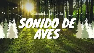 Sonidos del Bosque  Cantos de Aves al Atardecer 🌳🦉| 1 Hora y media de Relajaci&oacute;n y Tranquilidad✨