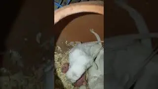 Hagoromo Budgies Breeding Progress #Shorts