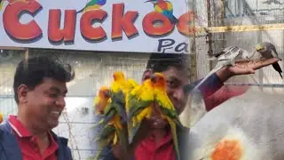 Yelagiri | Cuckoo park | Koi fish pond |