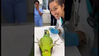 Parrot Acting Like a Patient While Nurse Gives Medicine 🤣 #funny