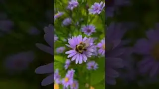 Pollination at his best 🐝 #pollination #bumblebee #wildlife #flowers #nature #bee #abeja #honey