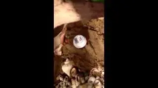 killing fruit flies in a hermit crab tank