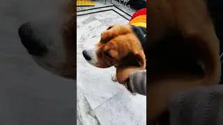 टुकड़े टुकड़े कर 🤣🤣##cutebeagle#dogshorts #puppyvides #petlife #funnydog #doglovers#youtubeshorts
