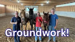 Teach your horse groundwork!