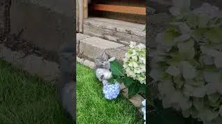 Playing outside 🐈&zwj;⬛#garden#cat#kittens #play#funny