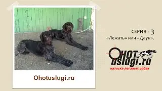 Серия 3 - Лежать или Даун. Обучение и натаска легавых собак.