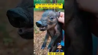 The man found a baby wild boar that was Separated from its mother #boar #baby #wild