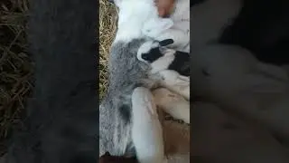 Sometimes mother rabbit needs to be reminded to breastfeed her babies #farming #rabbits #shorts