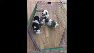Shichon Puppies at 8 weeks
