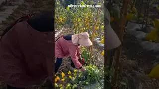 Harvesting Solanum Mammosum, an entire field glowing golden #farminglife #farming #harvesting