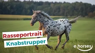 Der Knabstrupper im Rasseportrait