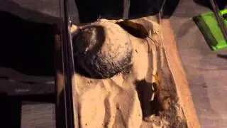 Habitat d un lézard des murailles