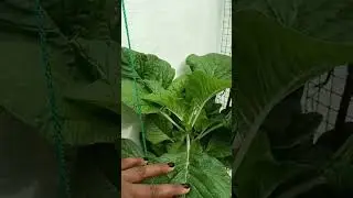 Milk Amaranth/ Paalcheera #youtubeshorts #alggardening