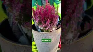 Hva gj&oslash;r du med plenen om h&oslash;sten?