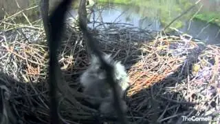 Four Chicks - Great Blue Heron Nest