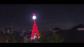 Árbol gallo 2025 ciudad de Guatemala 
