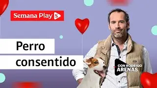 &iquest;Perro consentido? Evita problemas de comportamiento | Rodrigo Arenas