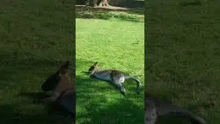 Kangourou le pal en France parc d'attraction et animalier