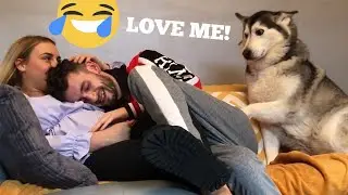 The Most Attention Seeking Husky In The World!! [CUTEST VIDEO EVER!!]