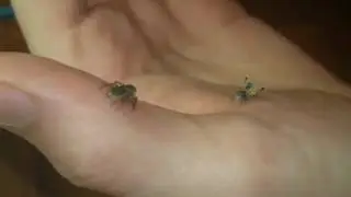 Peacock spider dances on a hand