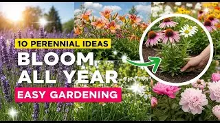 10 Perennial Garden Ideas That Bloom All Year  Easy Gardening Inspiration