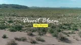 2023 Desert Bloom in Why, Arizona