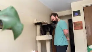 Cats Like Random Things - Head-Buts  