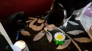 &pound;1 Wish 'cat toy'
