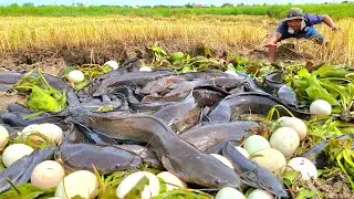 Top amazing fishing videos, catching fish picking up lots of eggs under moss in a rice field