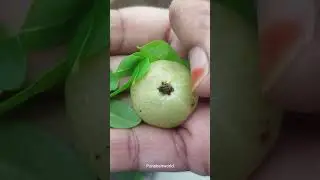 Things I eat Empty Stomach ✨#haircare #viralvideo #healthydrink #hairgrowth #shorts