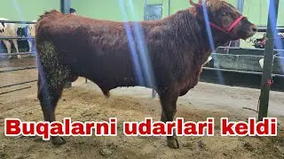 Xalq arzonchisi Shamshodbekdan yangi partiya buqalarni xilma-xillaridan topasiz.31января 2026 г.