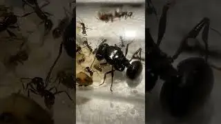 A young colony of the largest big headed ant in the world, Pheidole rhea!