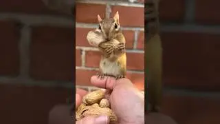 chipmunk video 🐿️ @Chipmunksandfriends