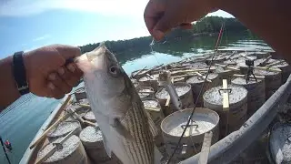 Demon Dragon Santee Cooper Rig on This Hot Day on the Lake