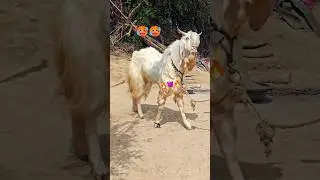 jamunapari aggressive bakra #hansagoat #goatfarm