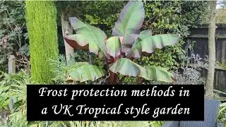 Uk frost protection for my subtropical garden