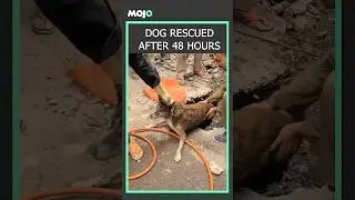 Viral Video | Delhi Fire Service Heroes Rescue A Dog Stuck In A Drain For 48 Hours #Viral #delhi