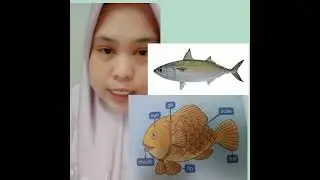 Body parts of a fish