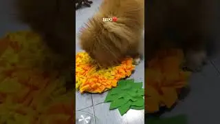 🐾 Snuffle mat for dogs❤️Нюхательный коврик для собак #spitz #mydog #snufflemat #shorts #kiki