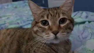 Cheetara purr talking, 9 11 24
