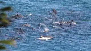 Japanese dolphin roundup controversy